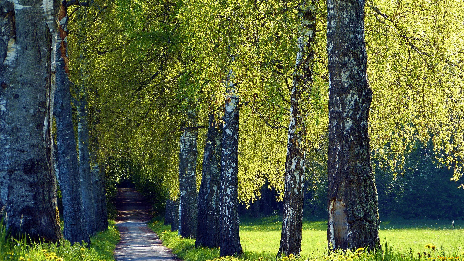 природа, дороги, проселочная, дорога, деревья