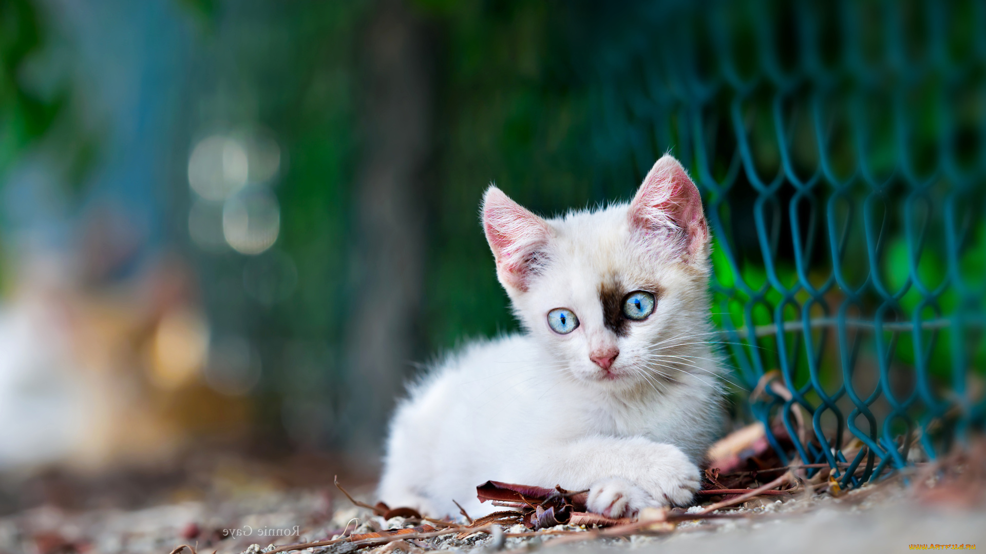 животные, коты, котёнок, комочек, шерсти, няшное, существо, да, и, лучший, друг, человека, мур, мяу