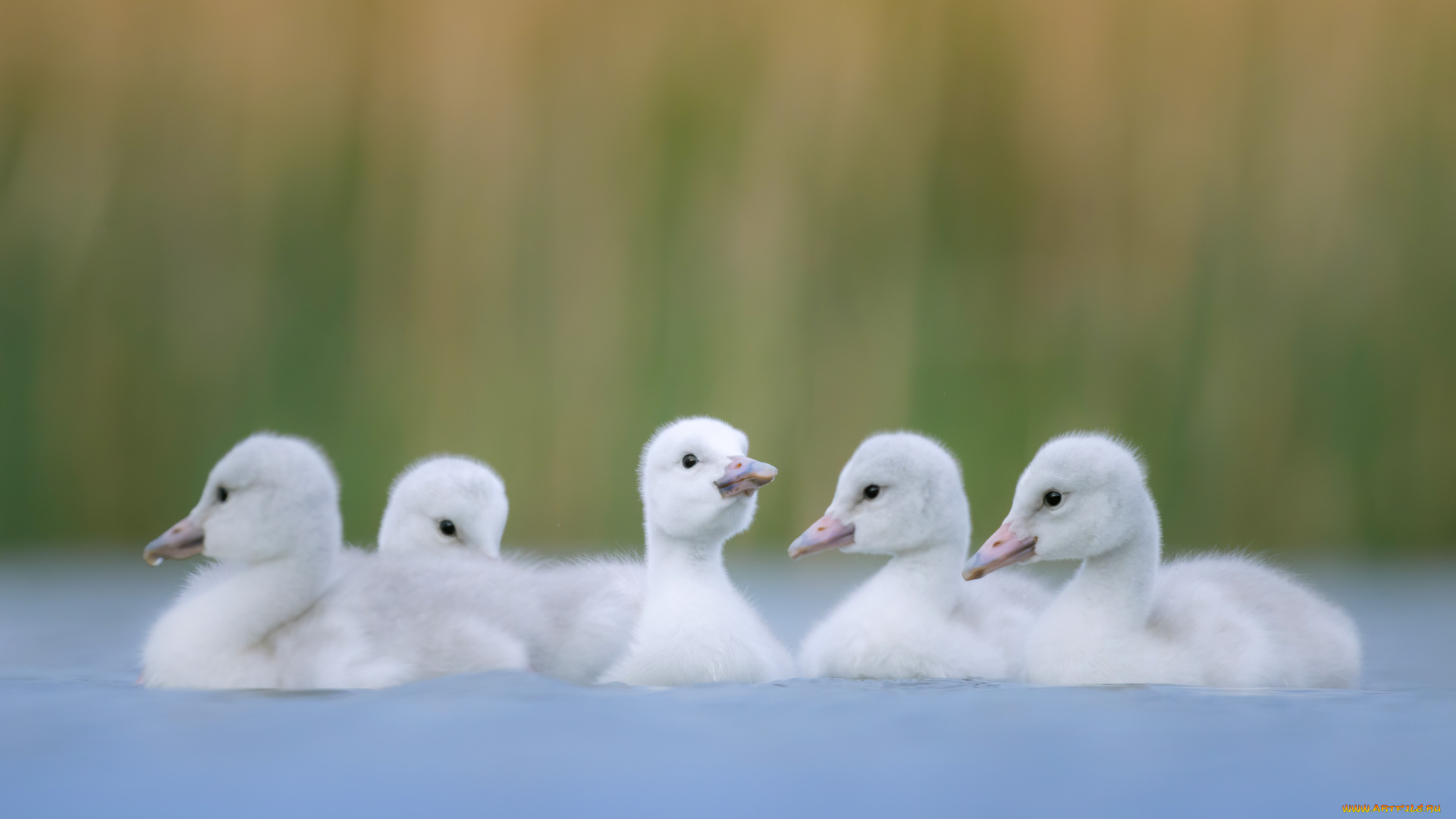 животные, лебеди, птицы, птенцы, водоем, боке, выводок, лебедята
