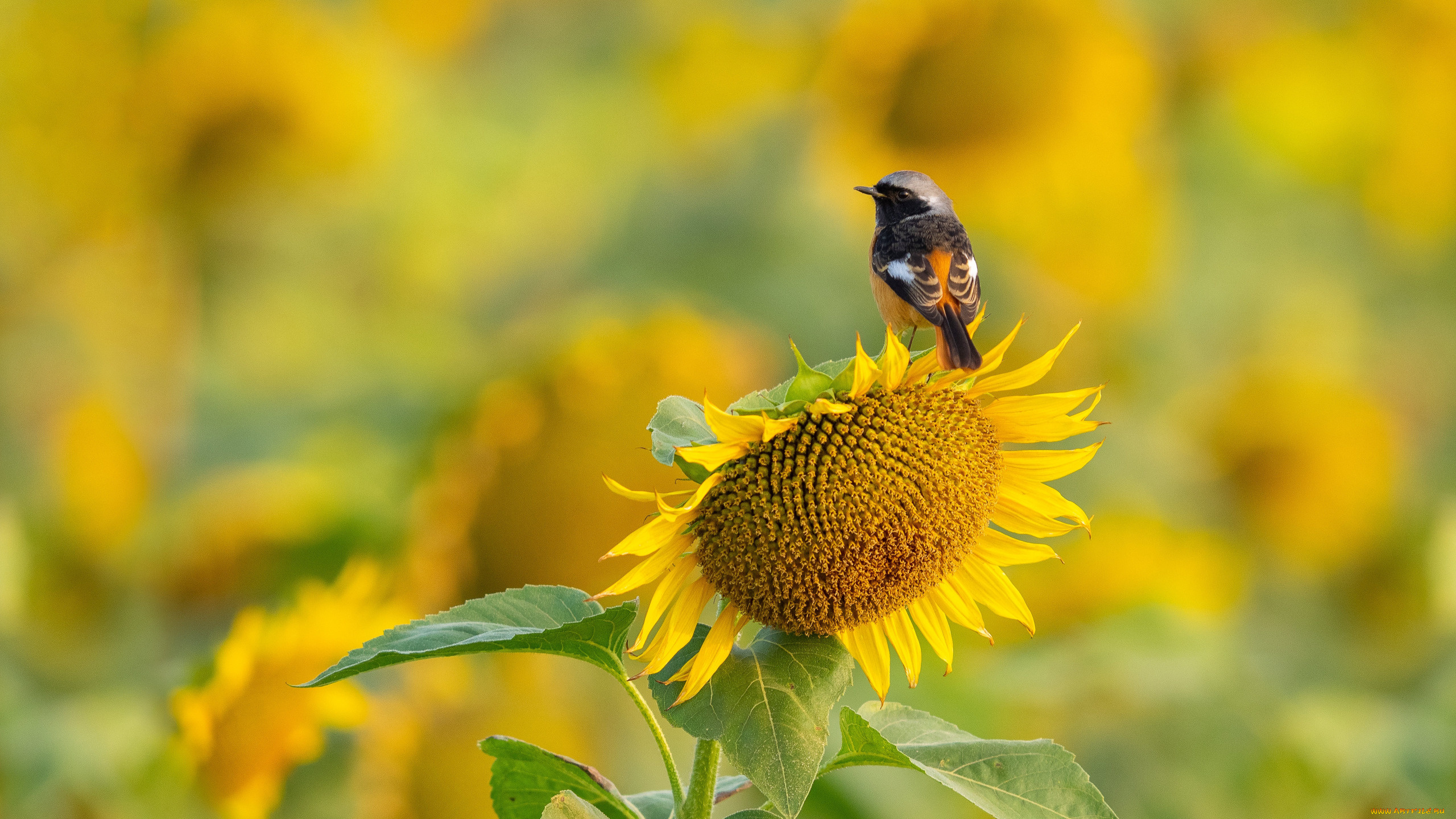 животные, -, другое, птица, подсолнух, боке, обыкновенная, горихвостка