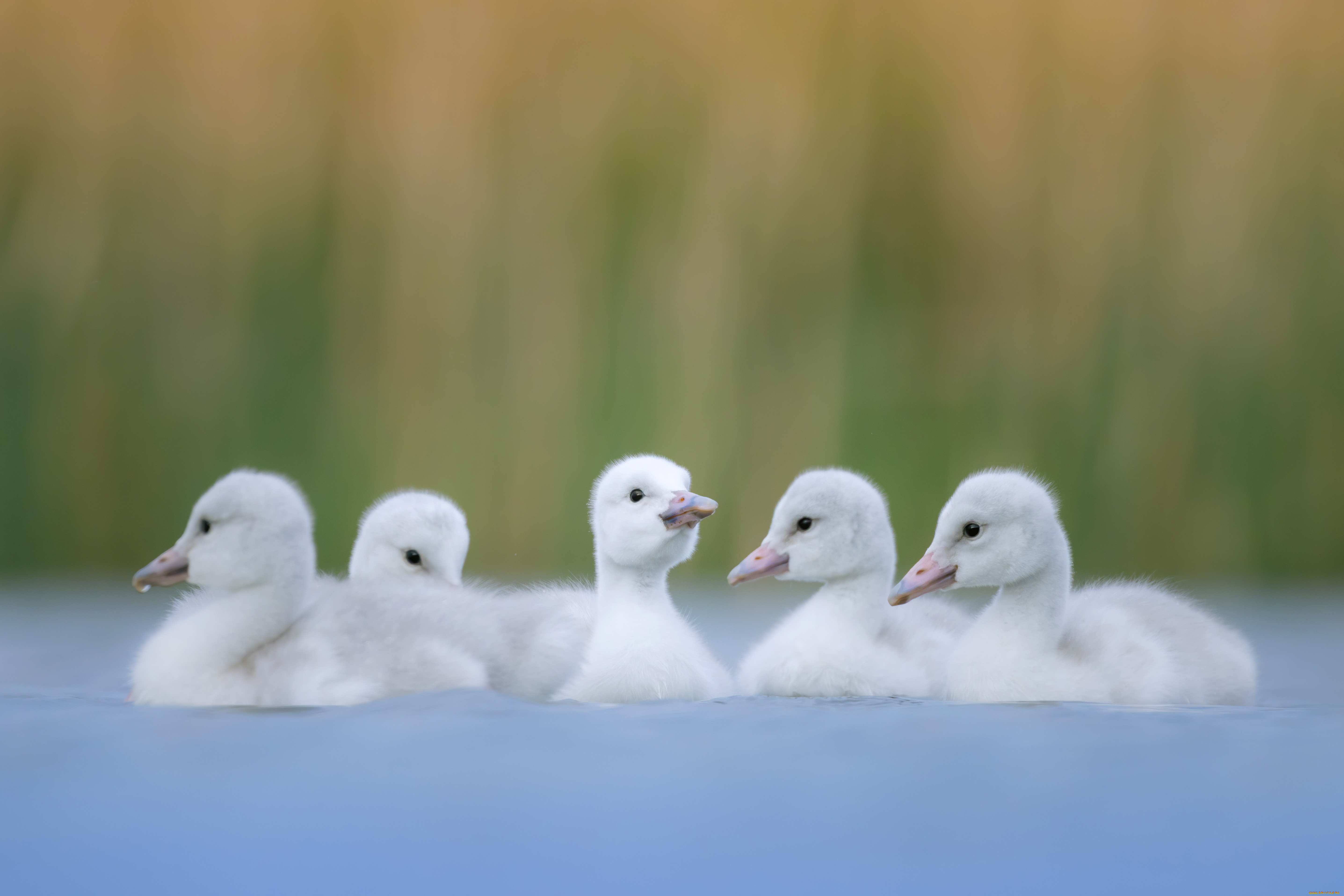 животные, лебеди, птицы, птенцы, водоем, боке, выводок, лебедята