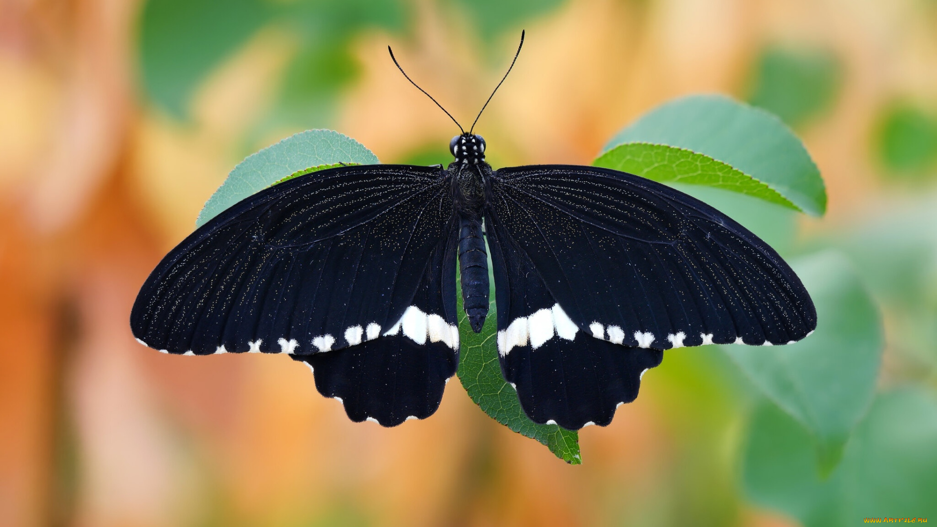 бабочка, животные, бабочки, , мотыльки, , моли, листья, макро, фон, черная