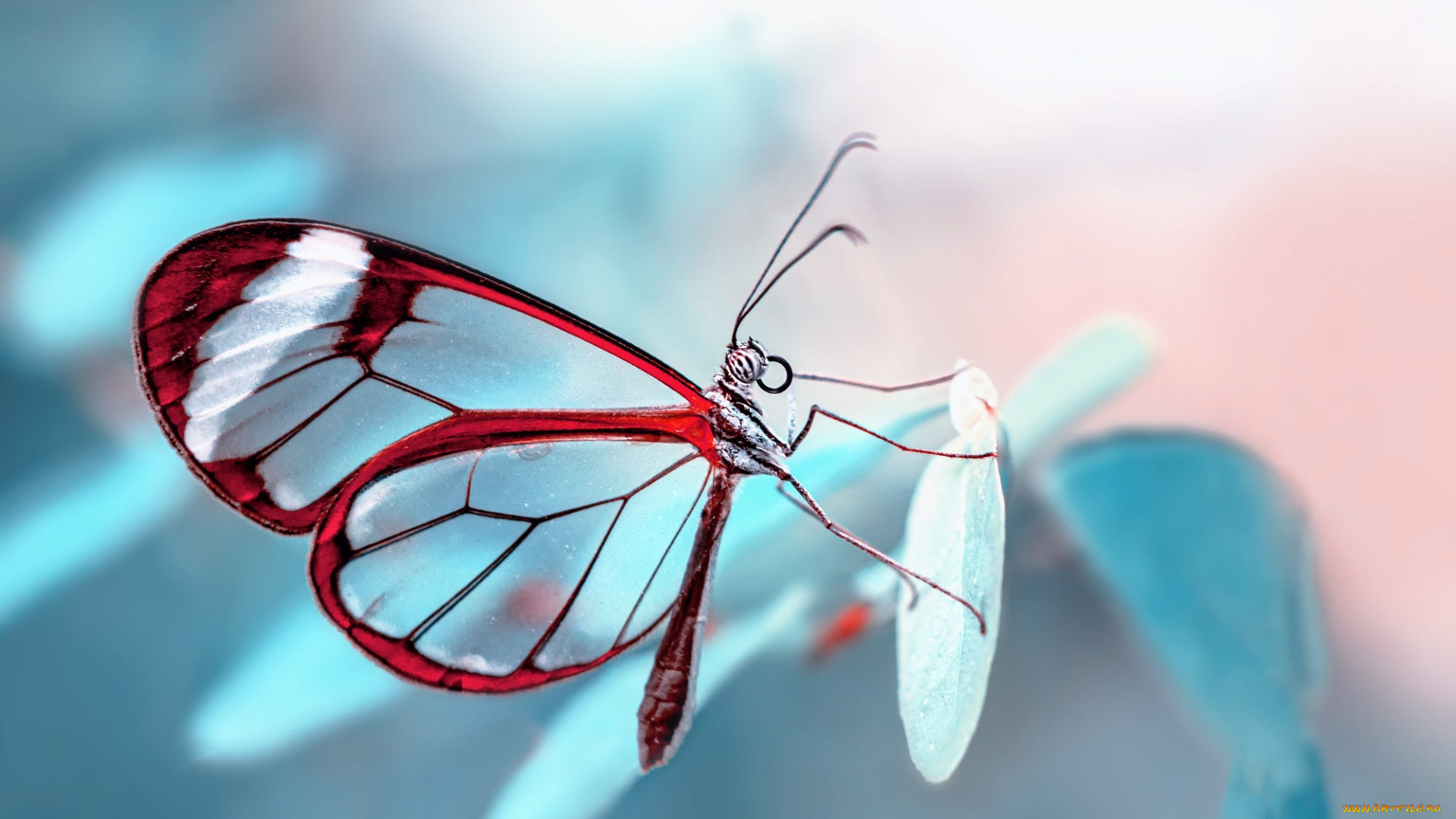 бабочка, животные, бабочки, , мотыльки, , моли, листья, макро, насекомое