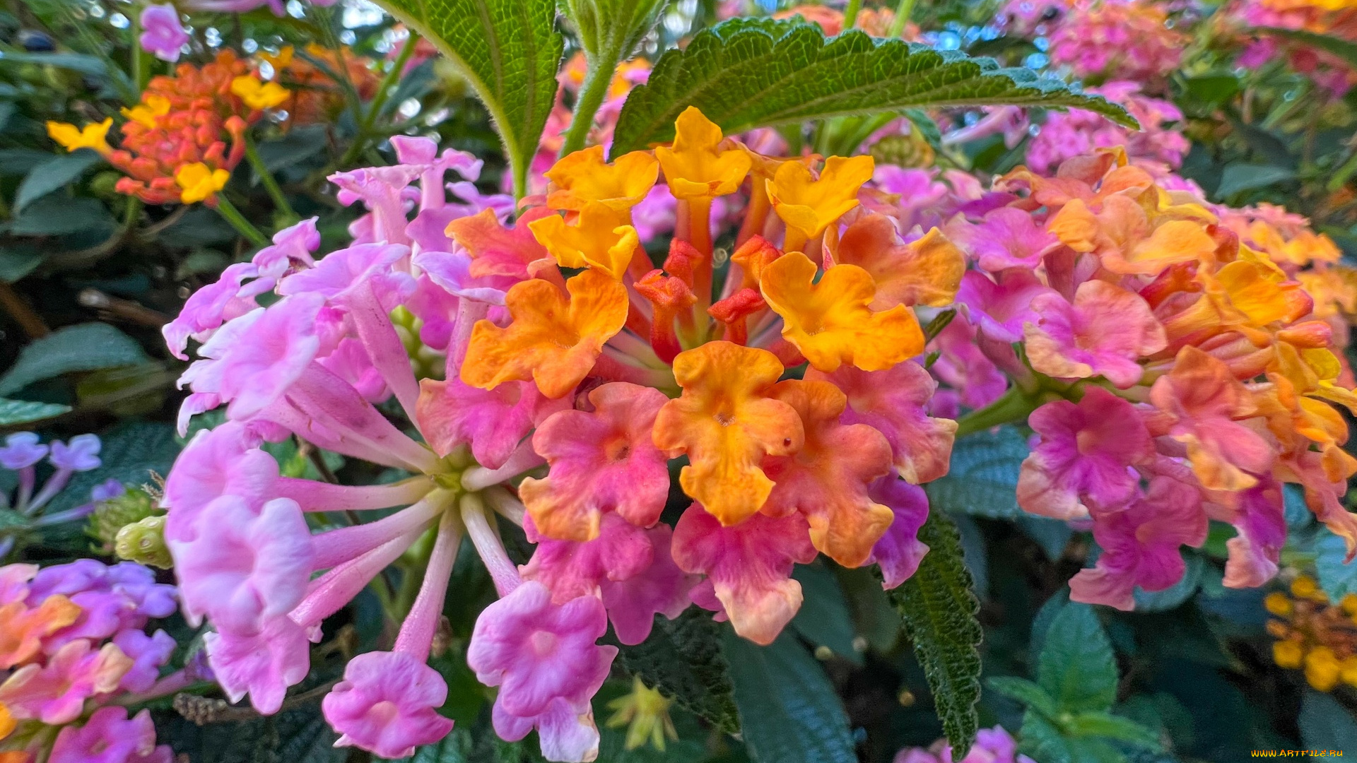 цветы, лантана, макро, разноцветная