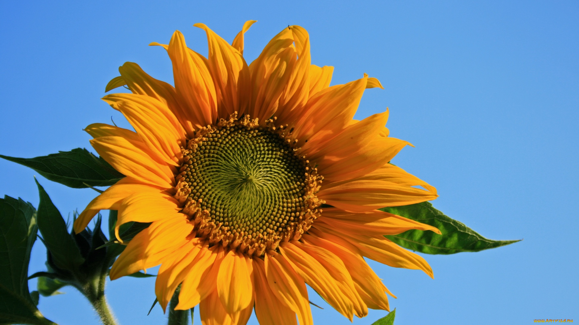 цветы, подсолнухи, солнечный, цветок, подсолнух