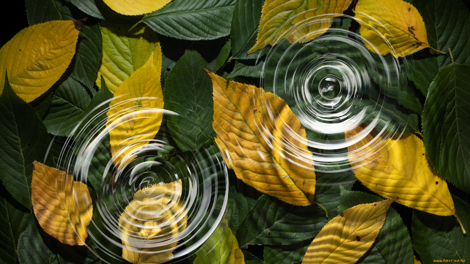 природа, листья, осень, вода, капли, макро