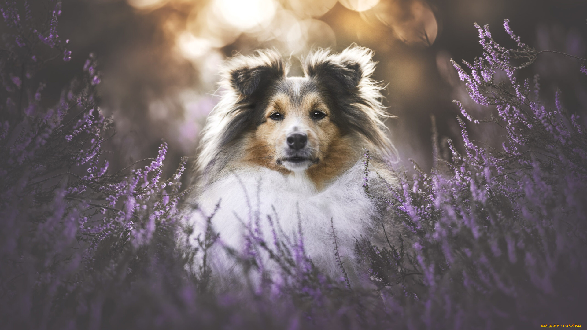 животные, собаки, собака