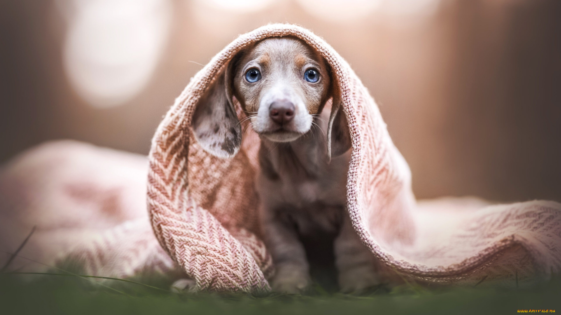 животные, собаки, собака