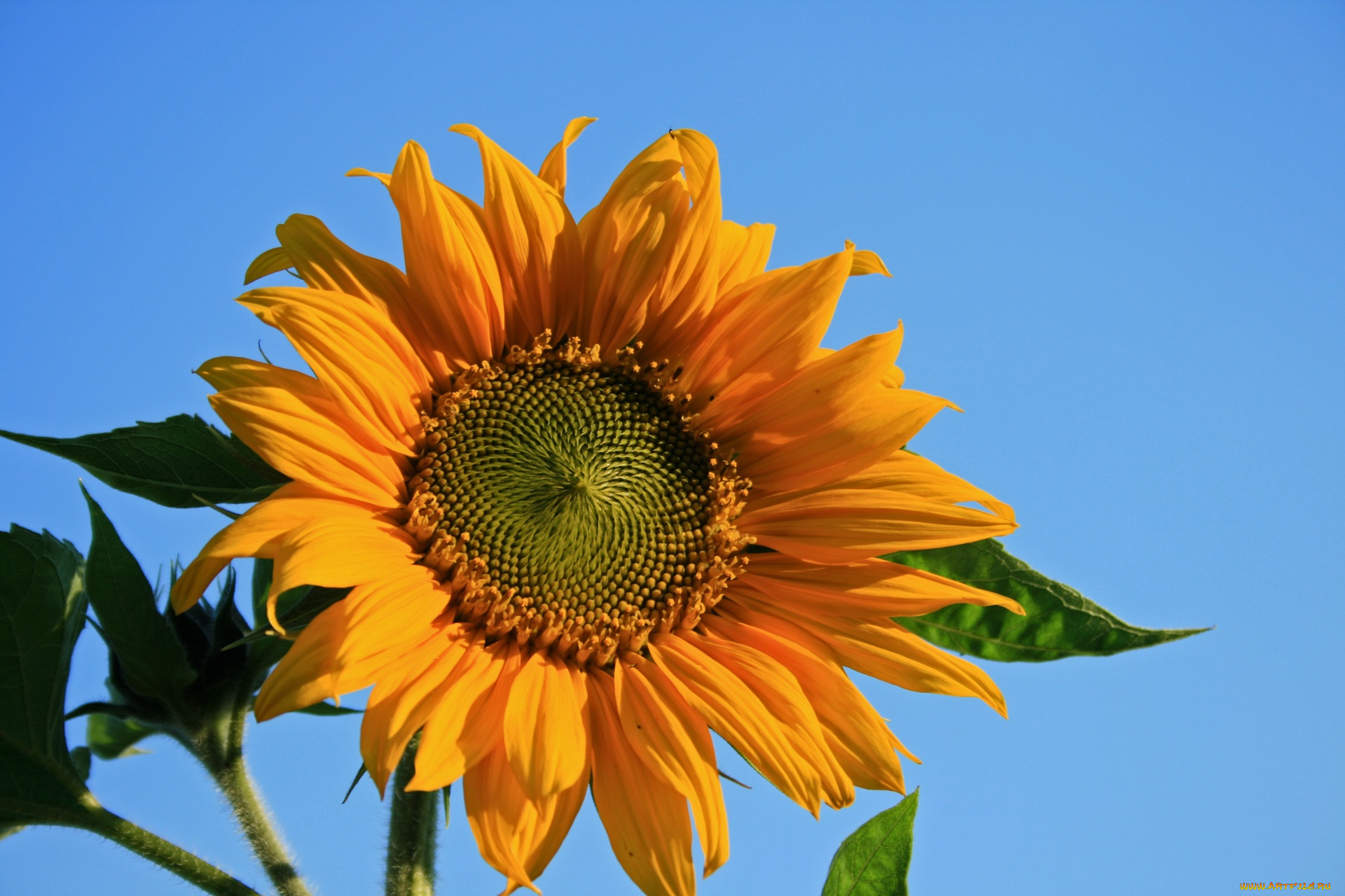 цветы, подсолнухи, солнечный, цветок, подсолнух