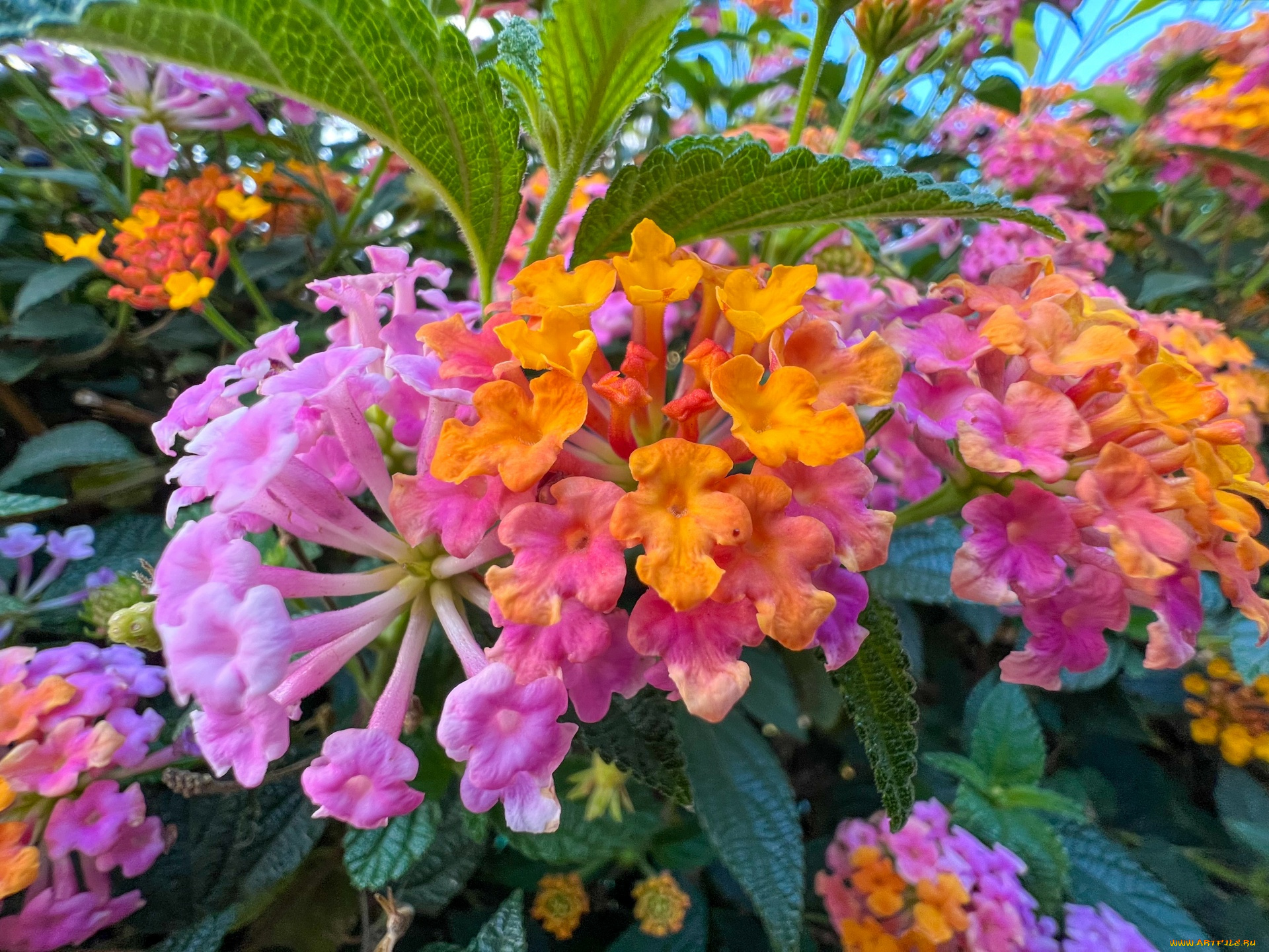 цветы, лантана, макро, разноцветная