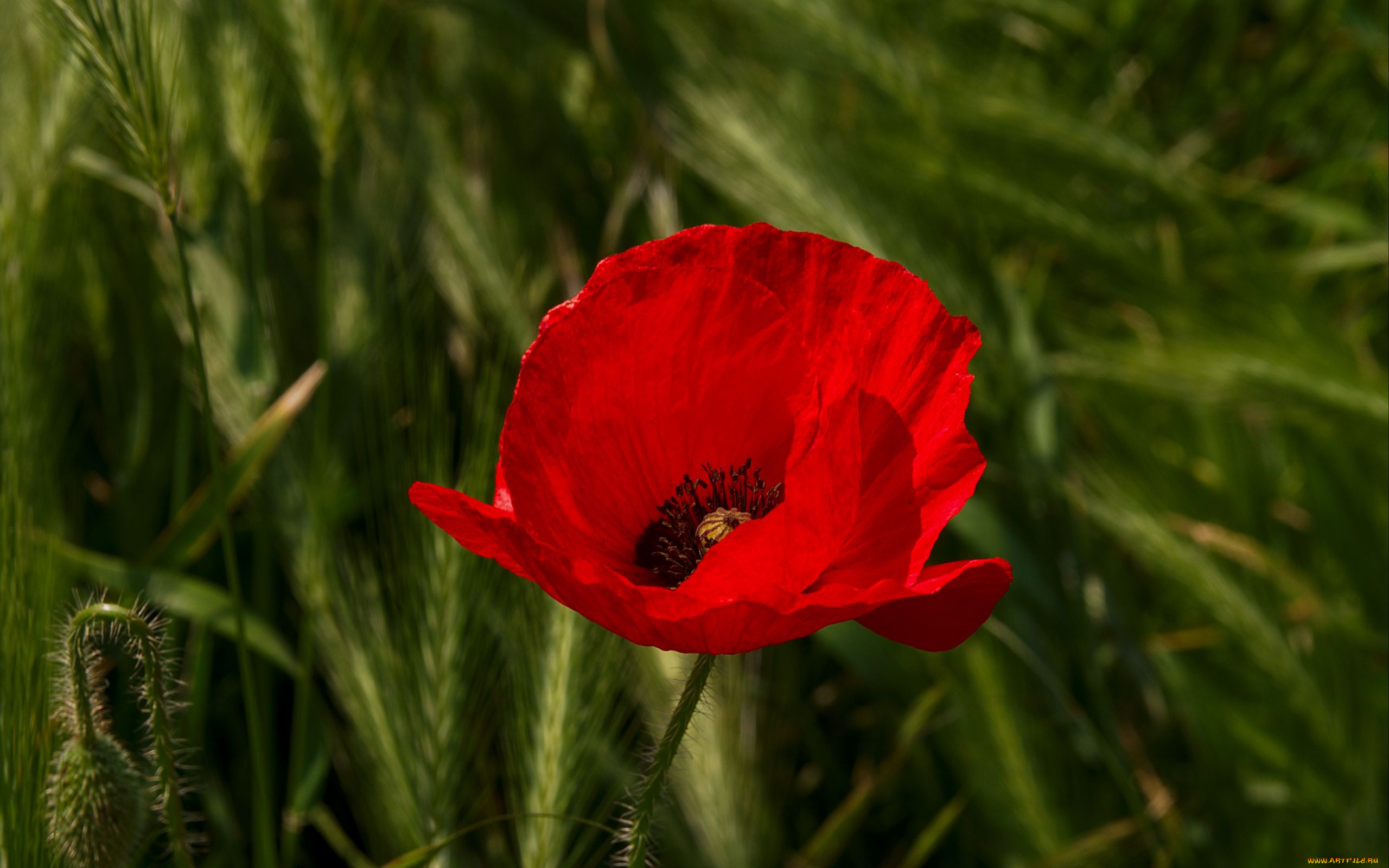 цветы, маки, алый, мак, макро