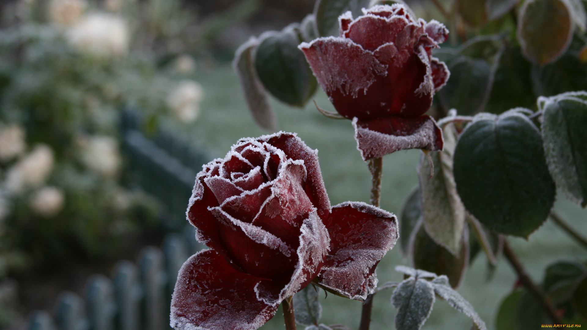 цветы, розы