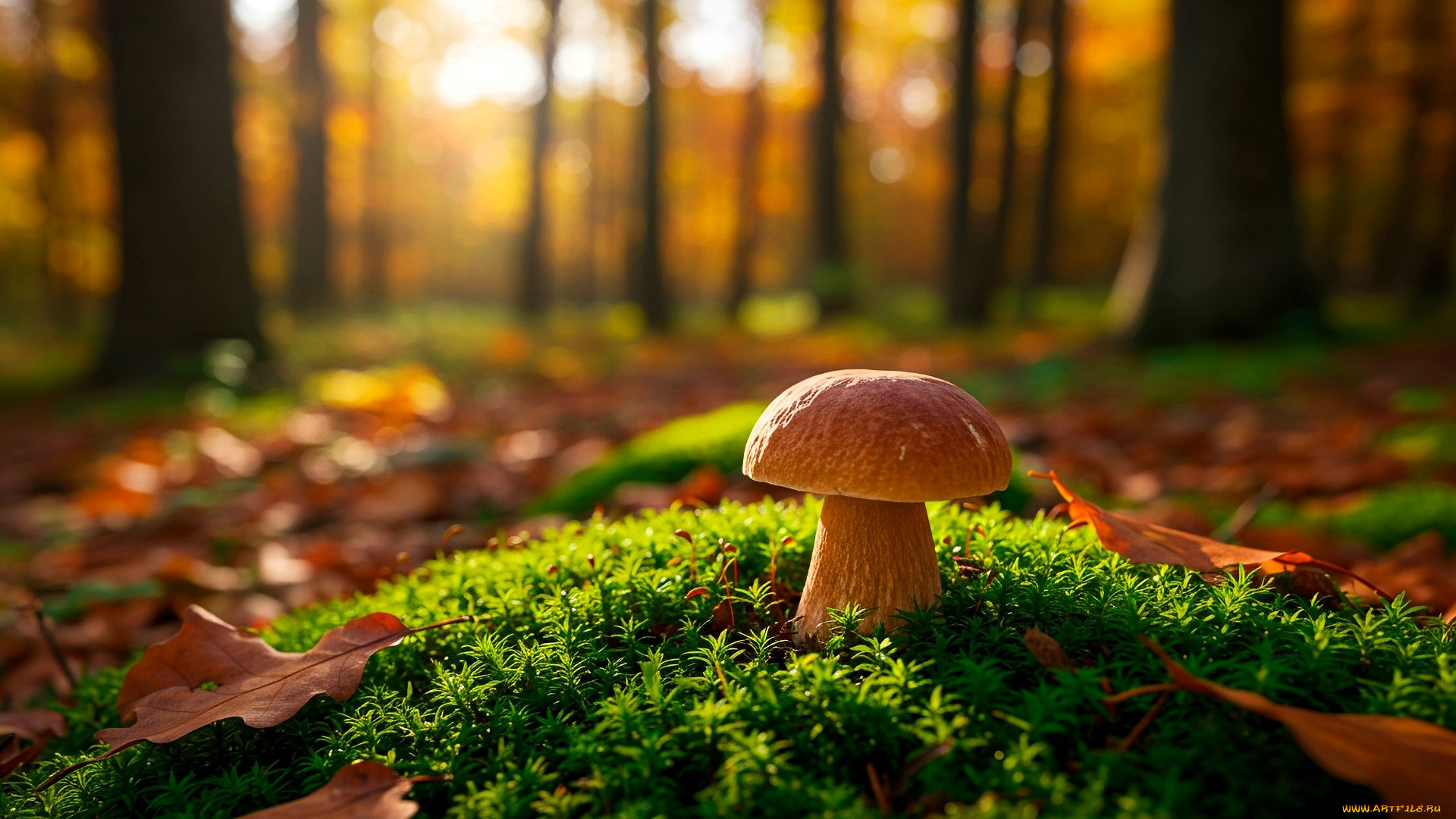 3д, графика, природа, , nature, лес, мох, осень, листья, гриб, боровик