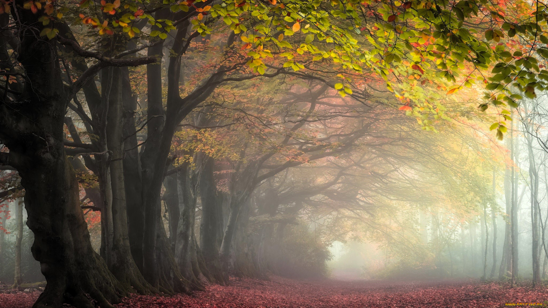 природа, парк, деревья, аллея, осень, листья, туман, дорожка