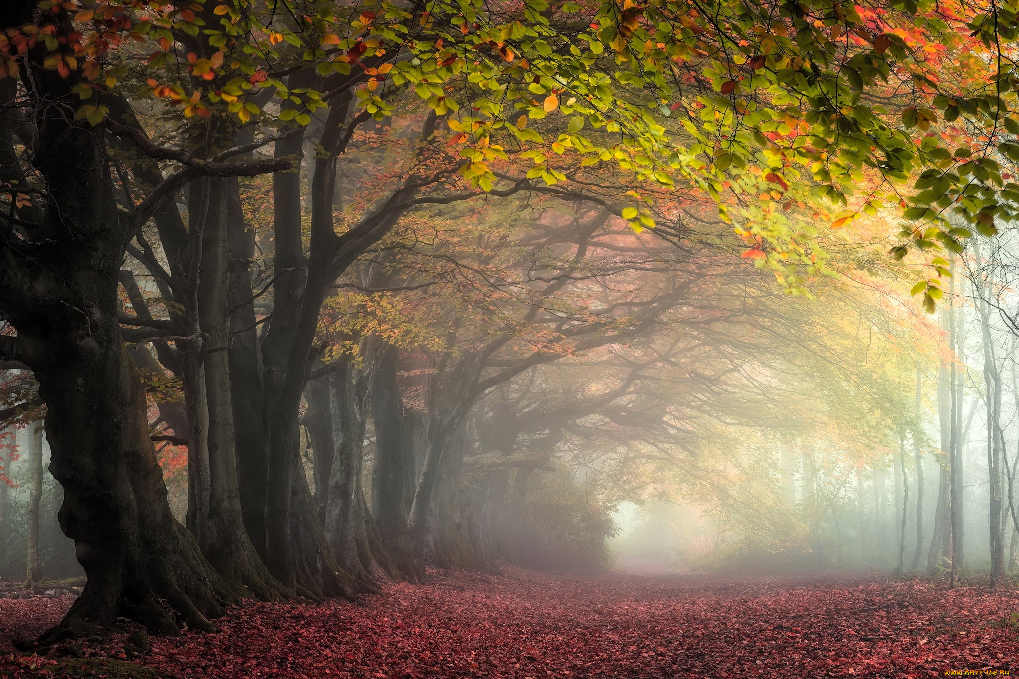 природа, парк, деревья, аллея, осень, листья, туман, дорожка
