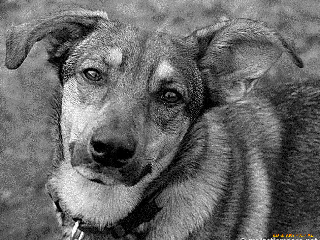 животные, собаки