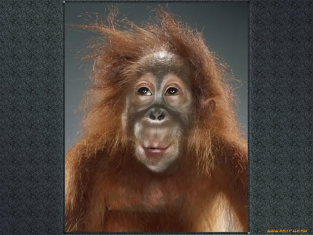 jill, greenberg, 01, животные, обезьяны