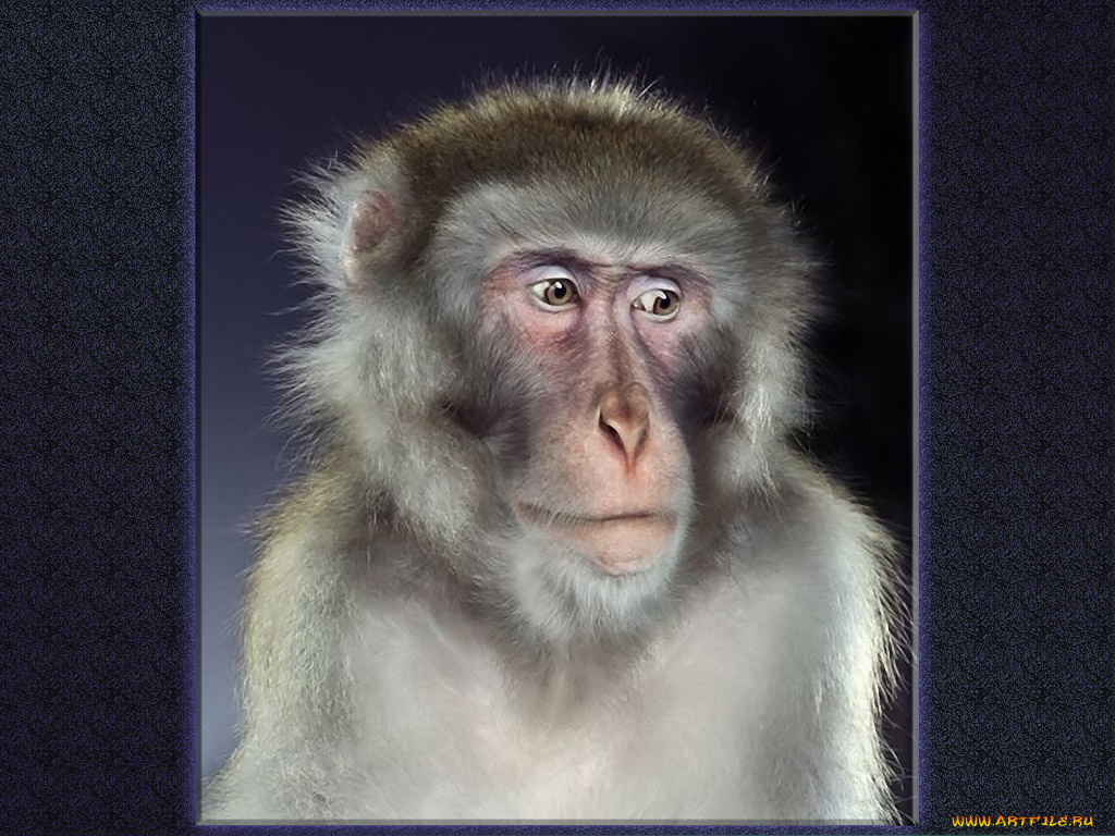 jill, greenberg, 02, животные, обезьяны