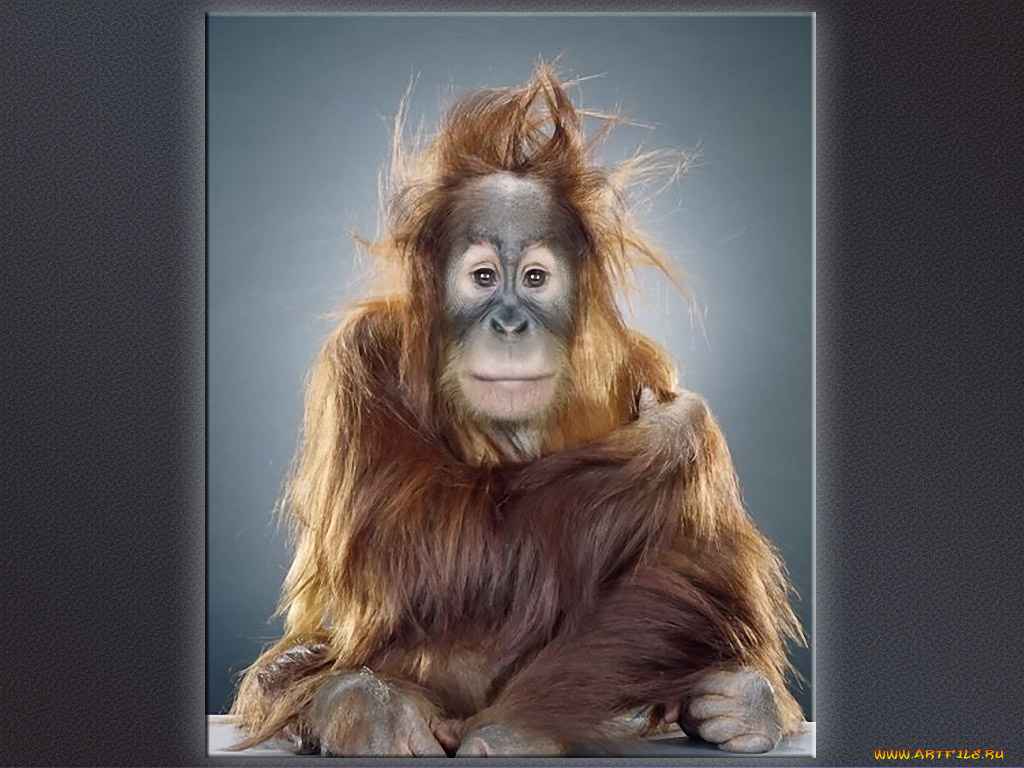 jill, greenberg, 05, животные, обезьяны