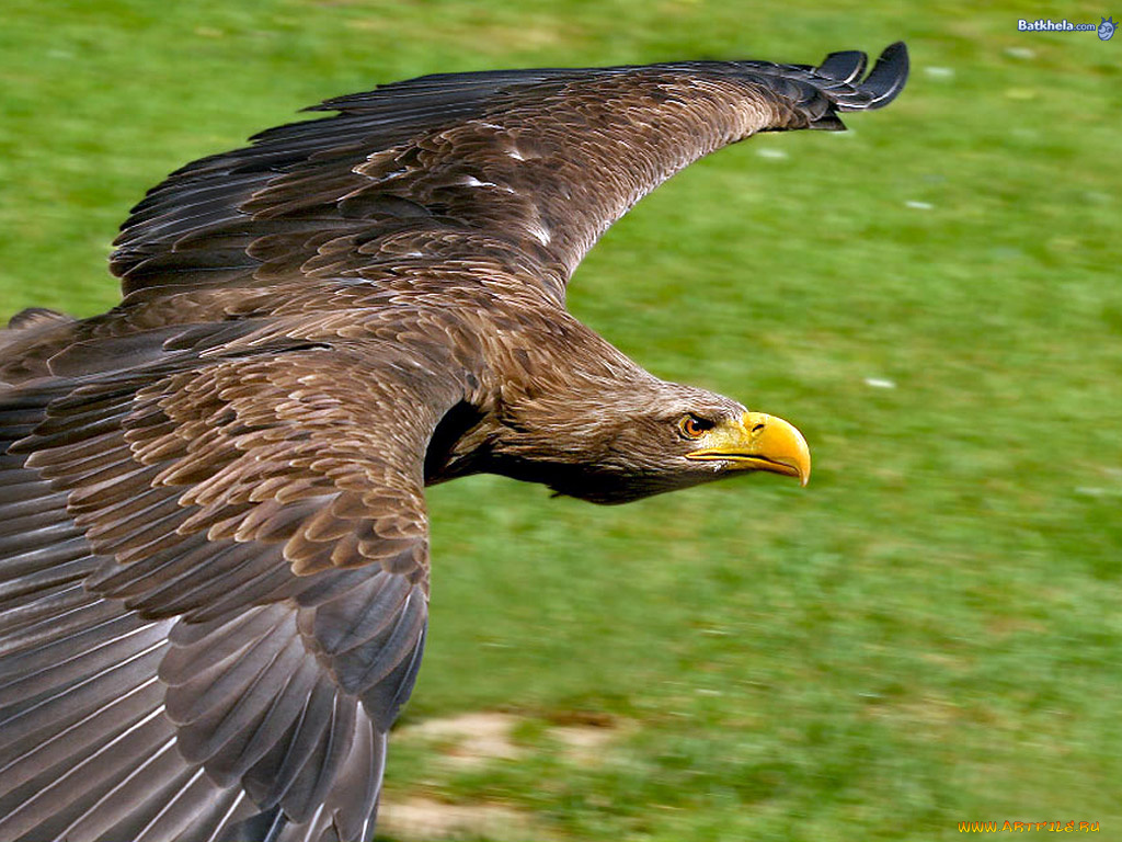 животные, птицы, хищники