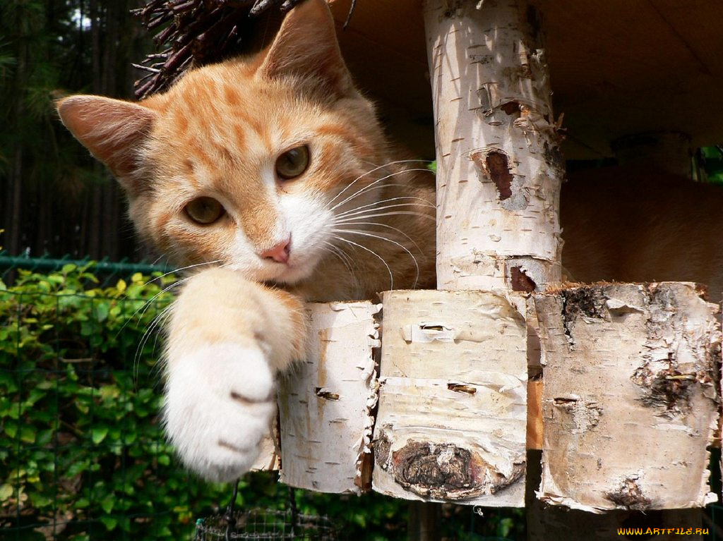 животные, коты