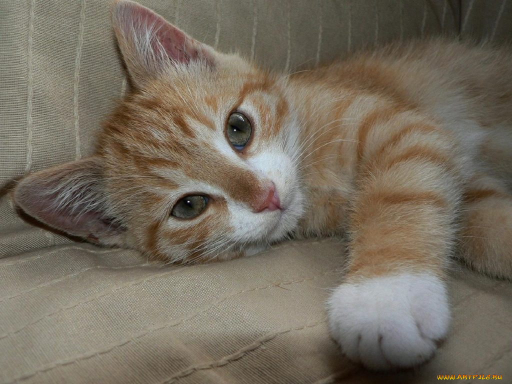 животные, коты