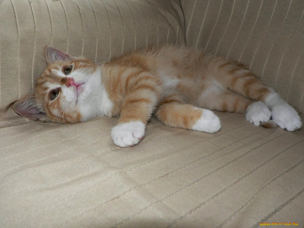 животные, коты