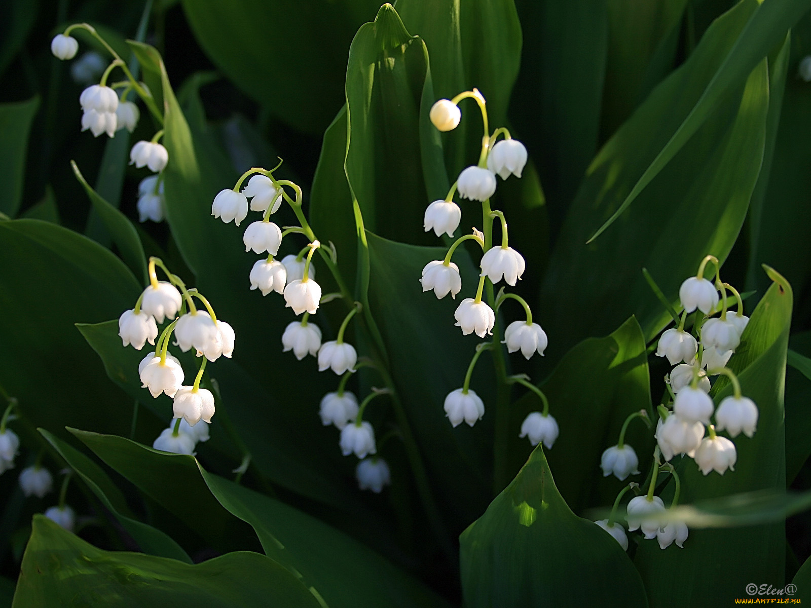 ландыши, цветы