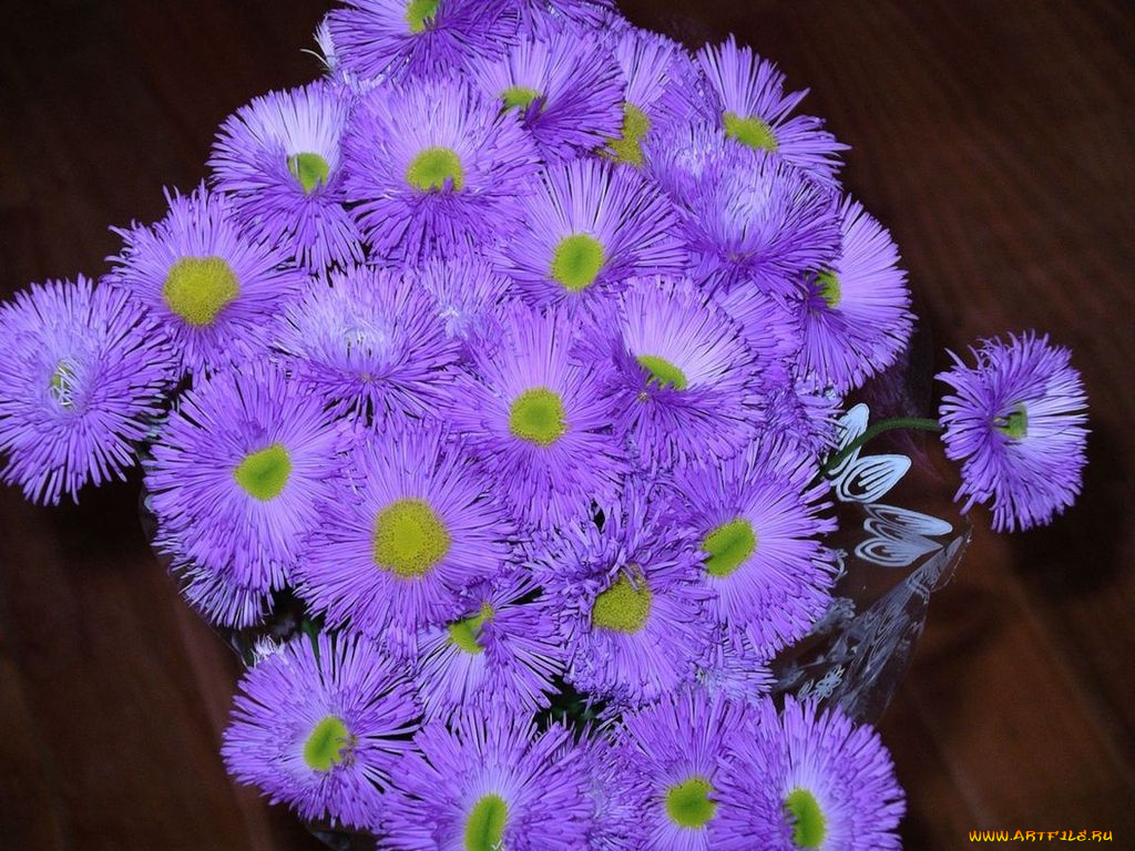 цветы, астры