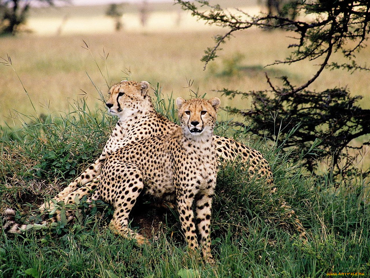 животные, гепарды