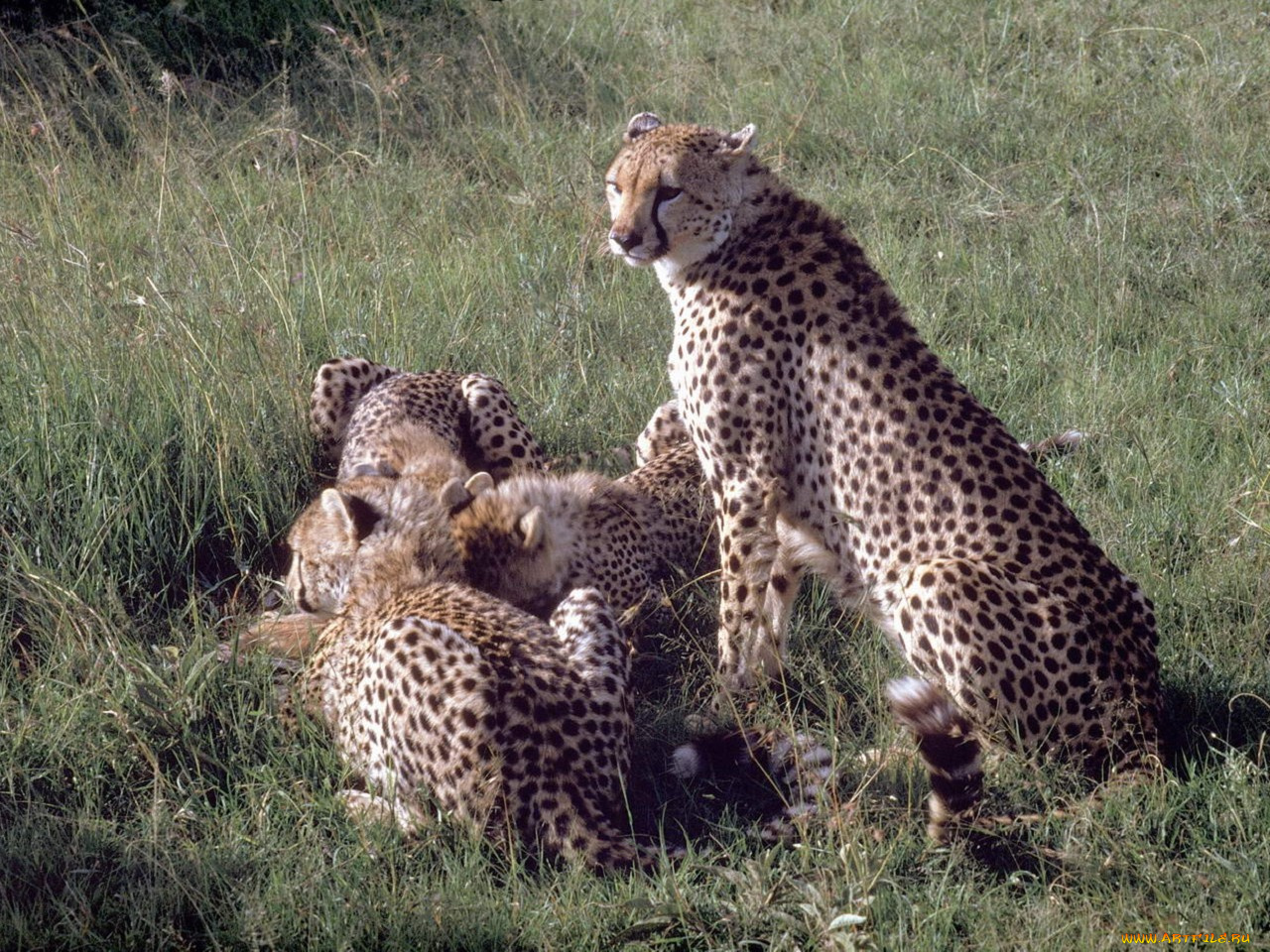 животные, гепарды