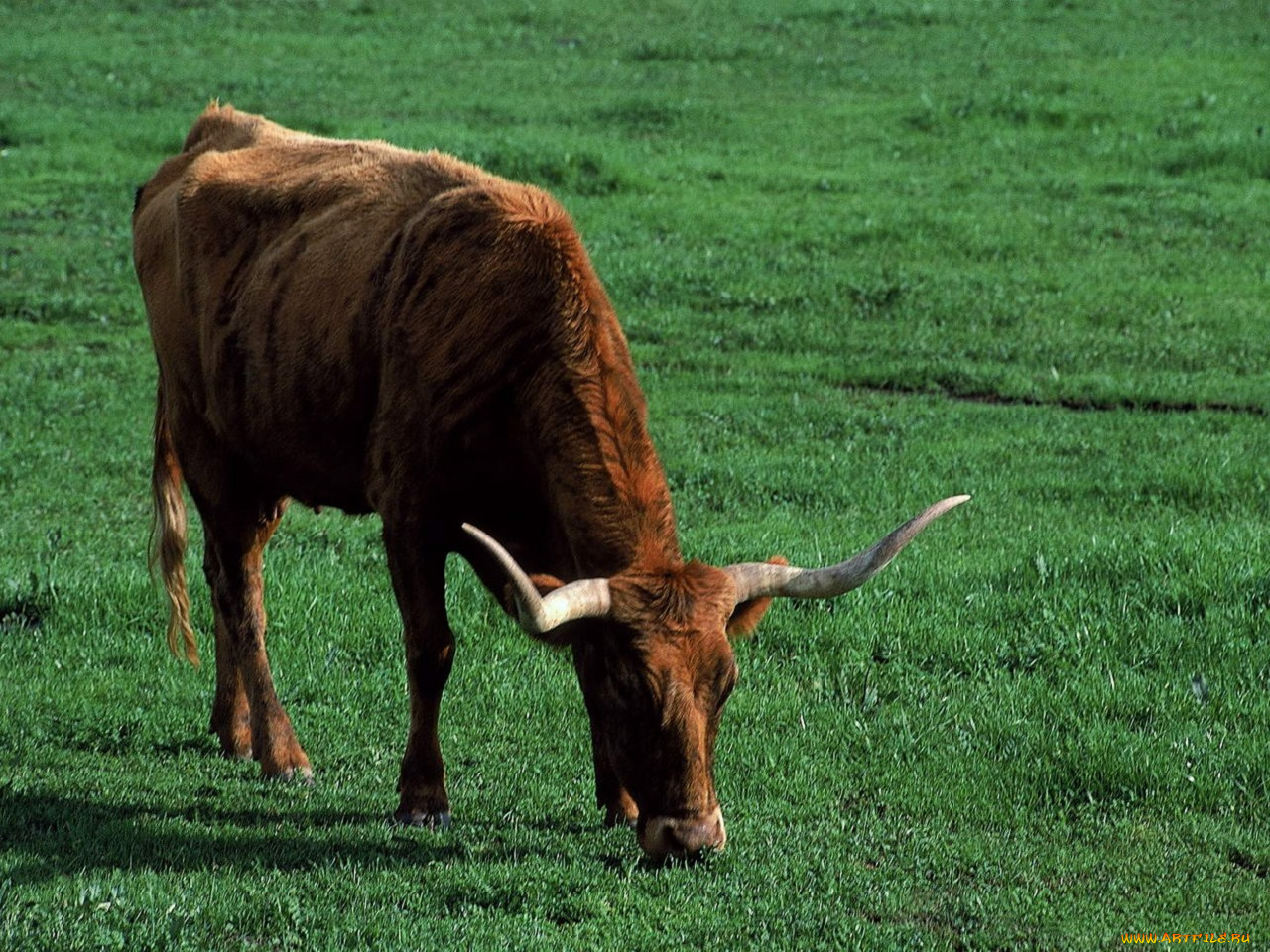 животные, коровы, буйволы