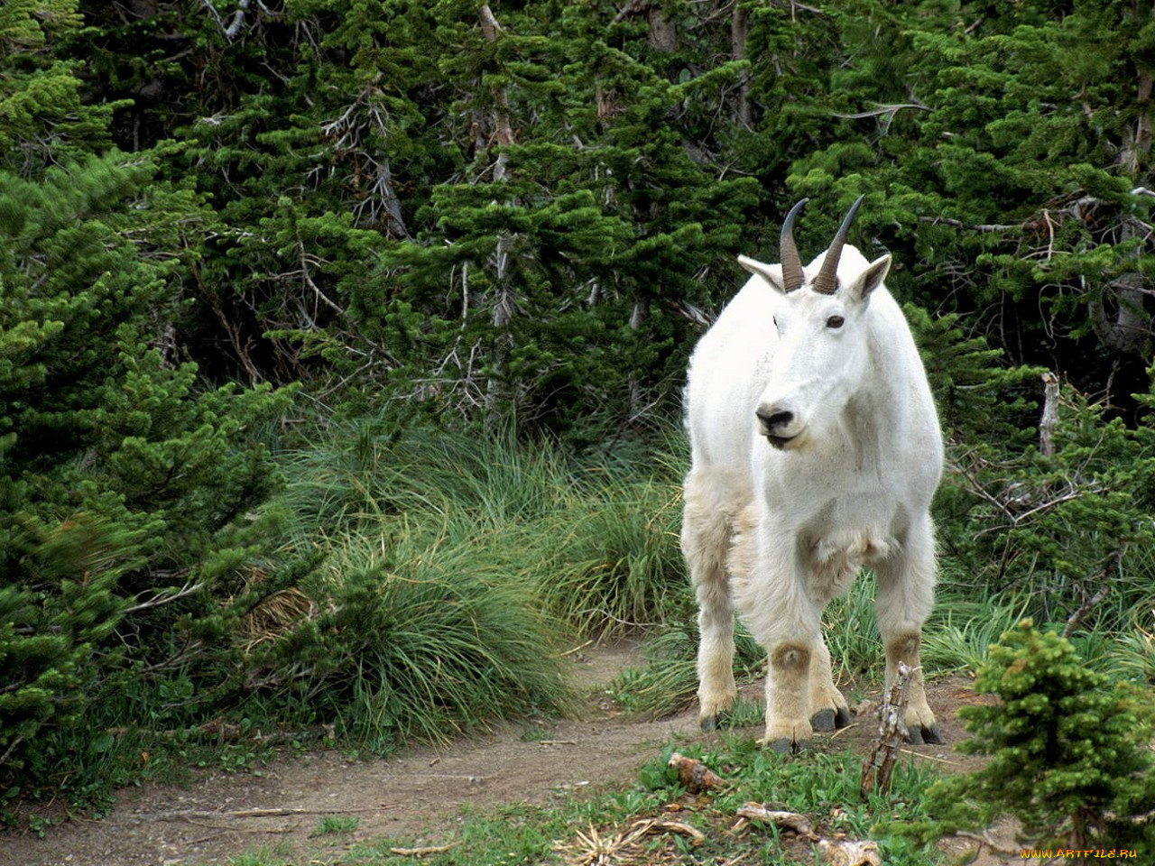 животные, козы