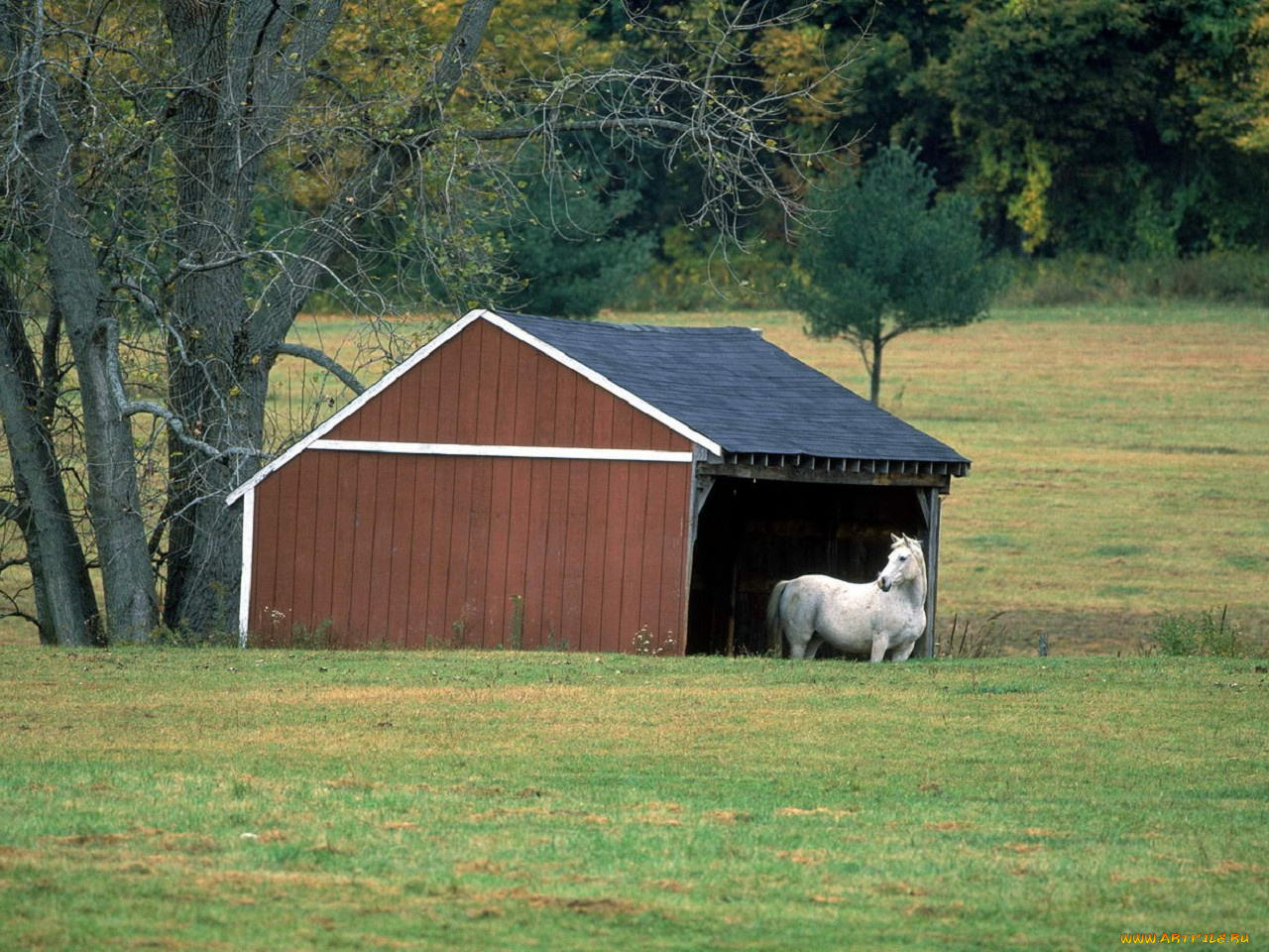 животные, лошади