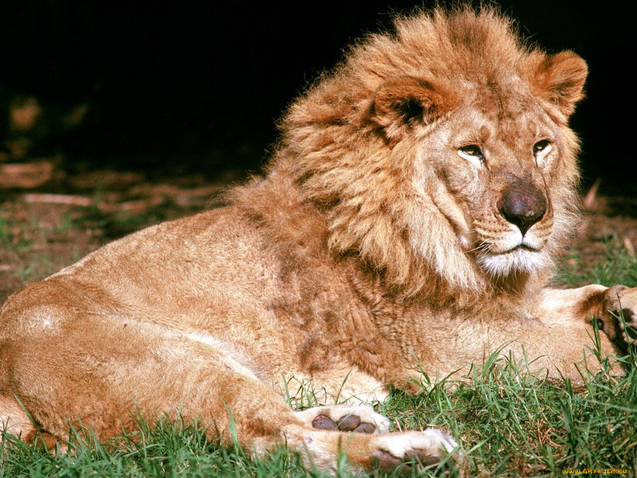 животные, львы