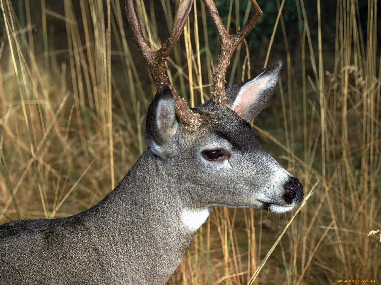 животные, олени