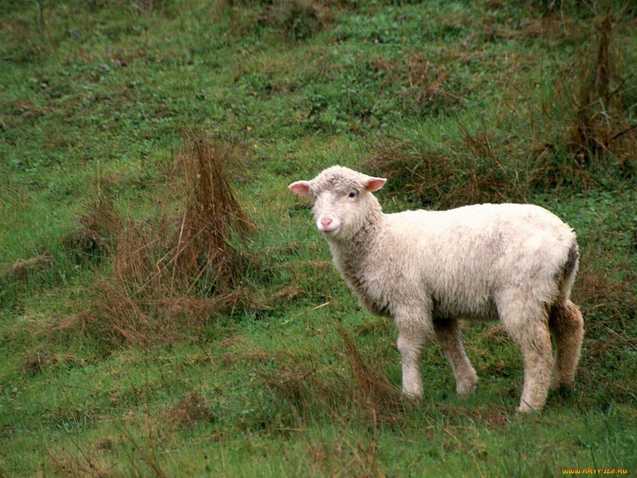 животные, овцы, бараны