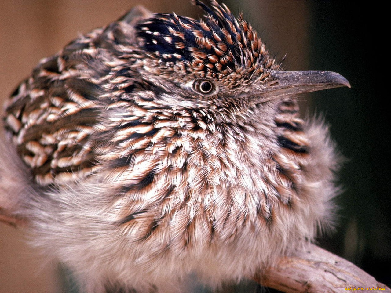 животные, птицы