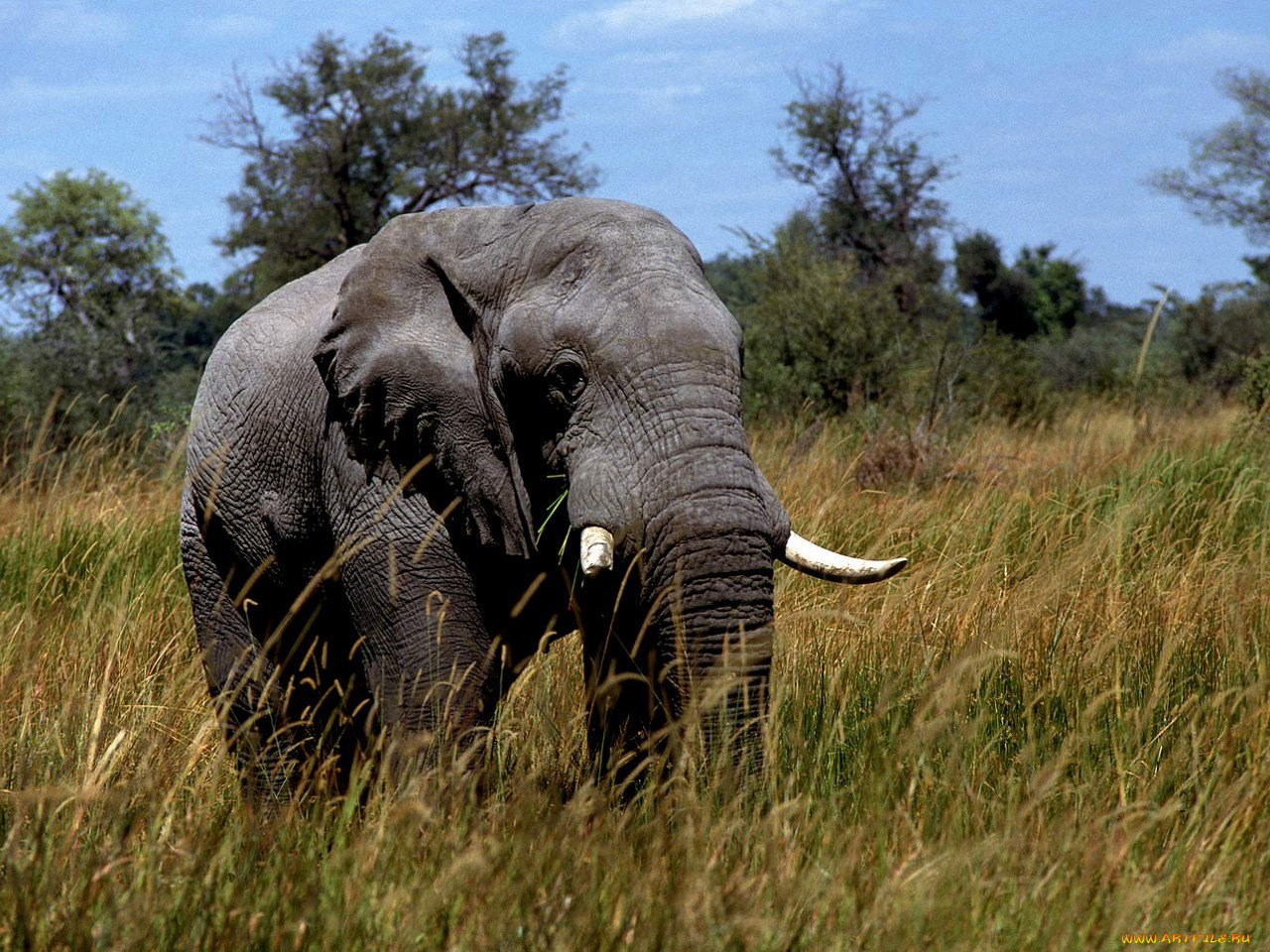 животные, слоны