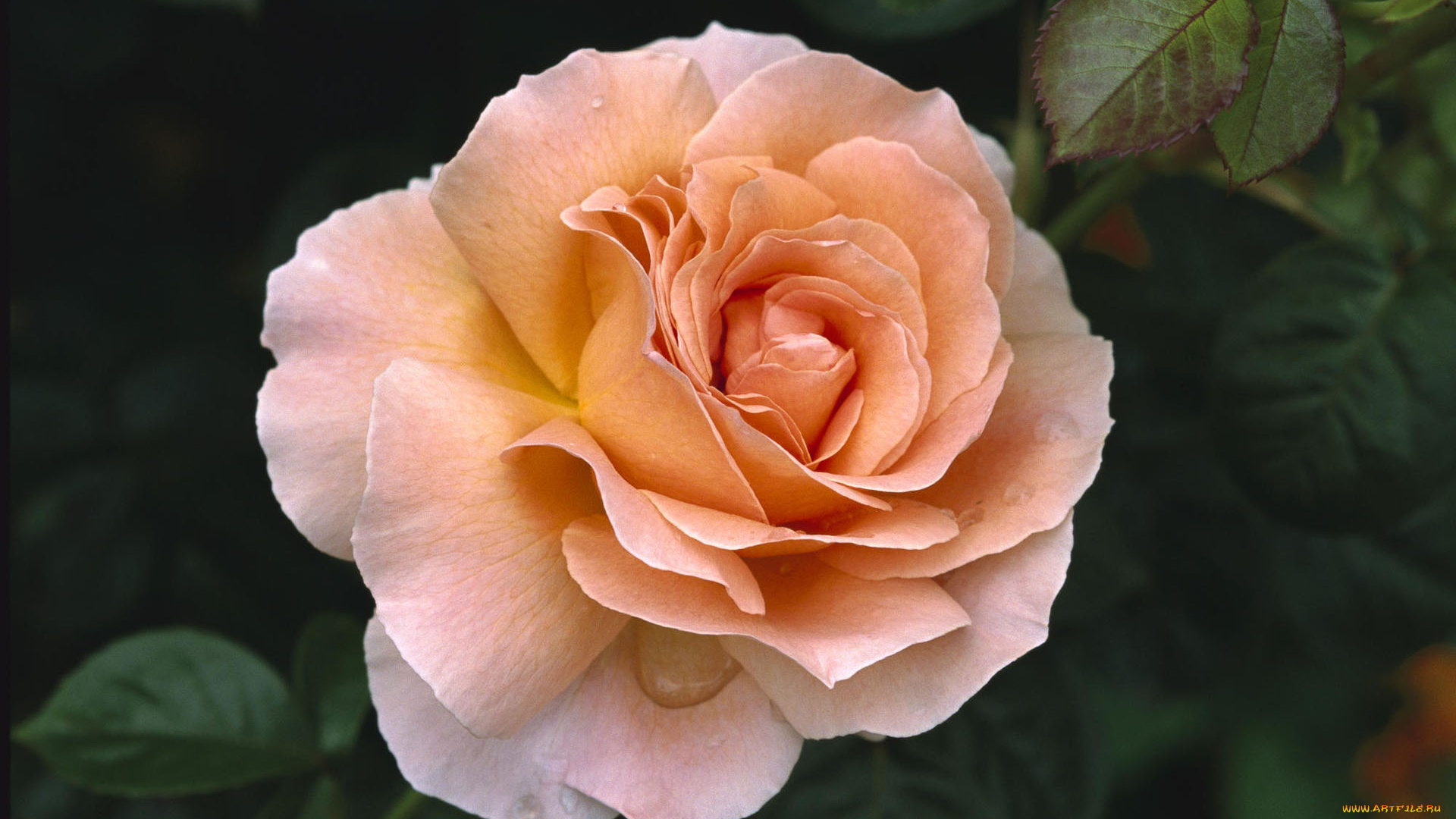 цветы, розы