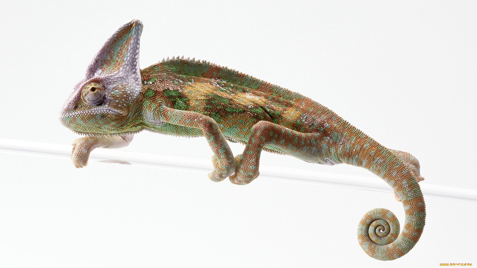 животные, хамелеоны