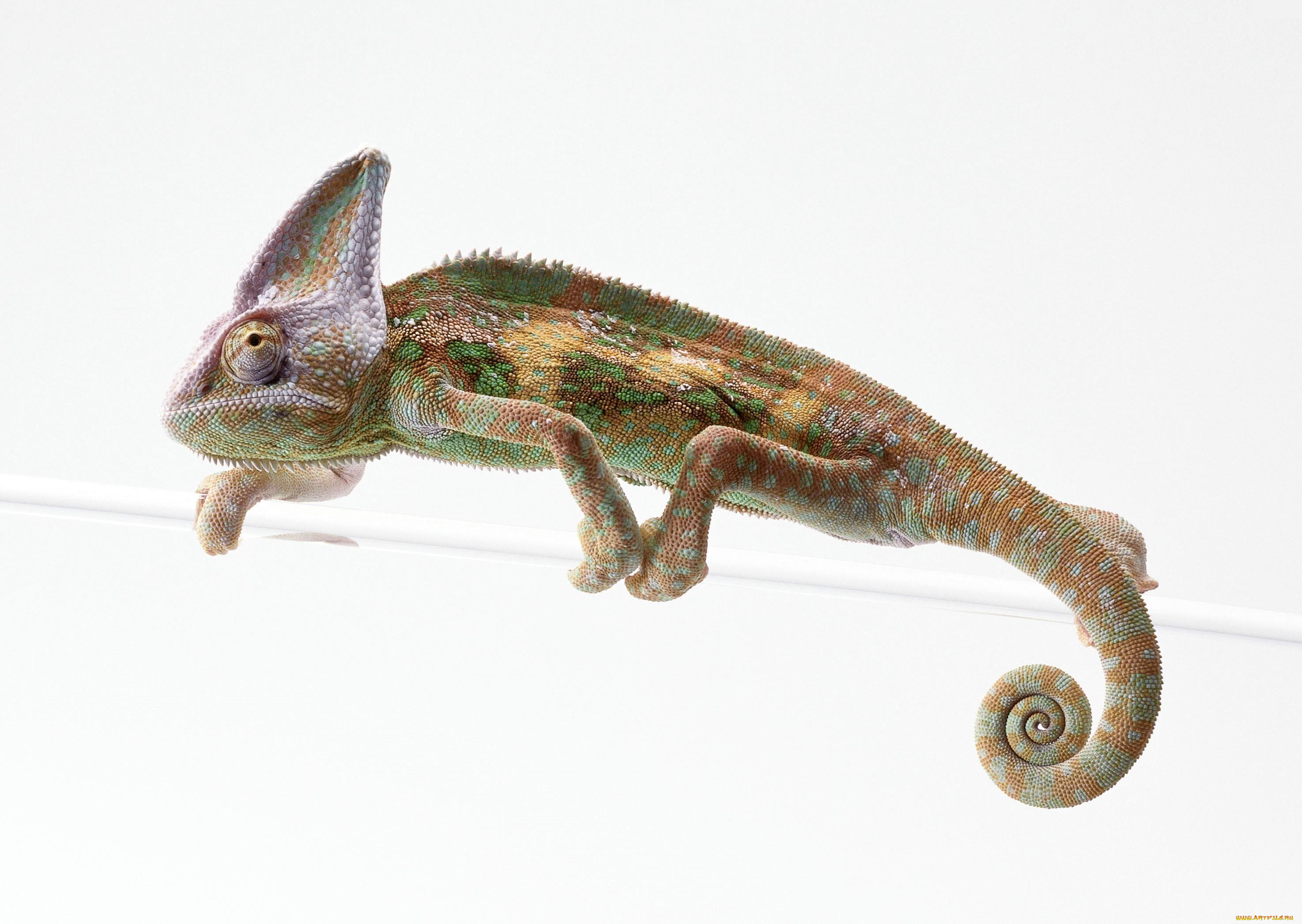 животные, хамелеоны