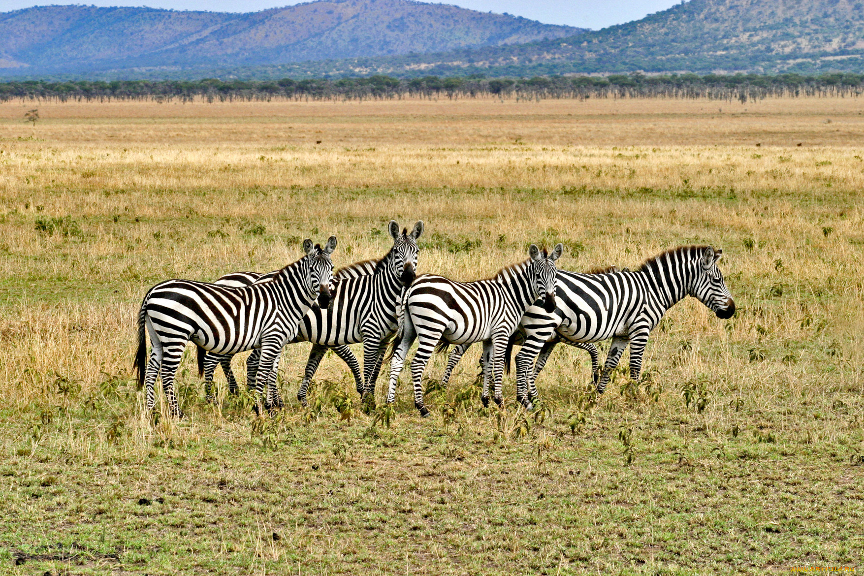 животные, зебры, горы, сафари, полосатые