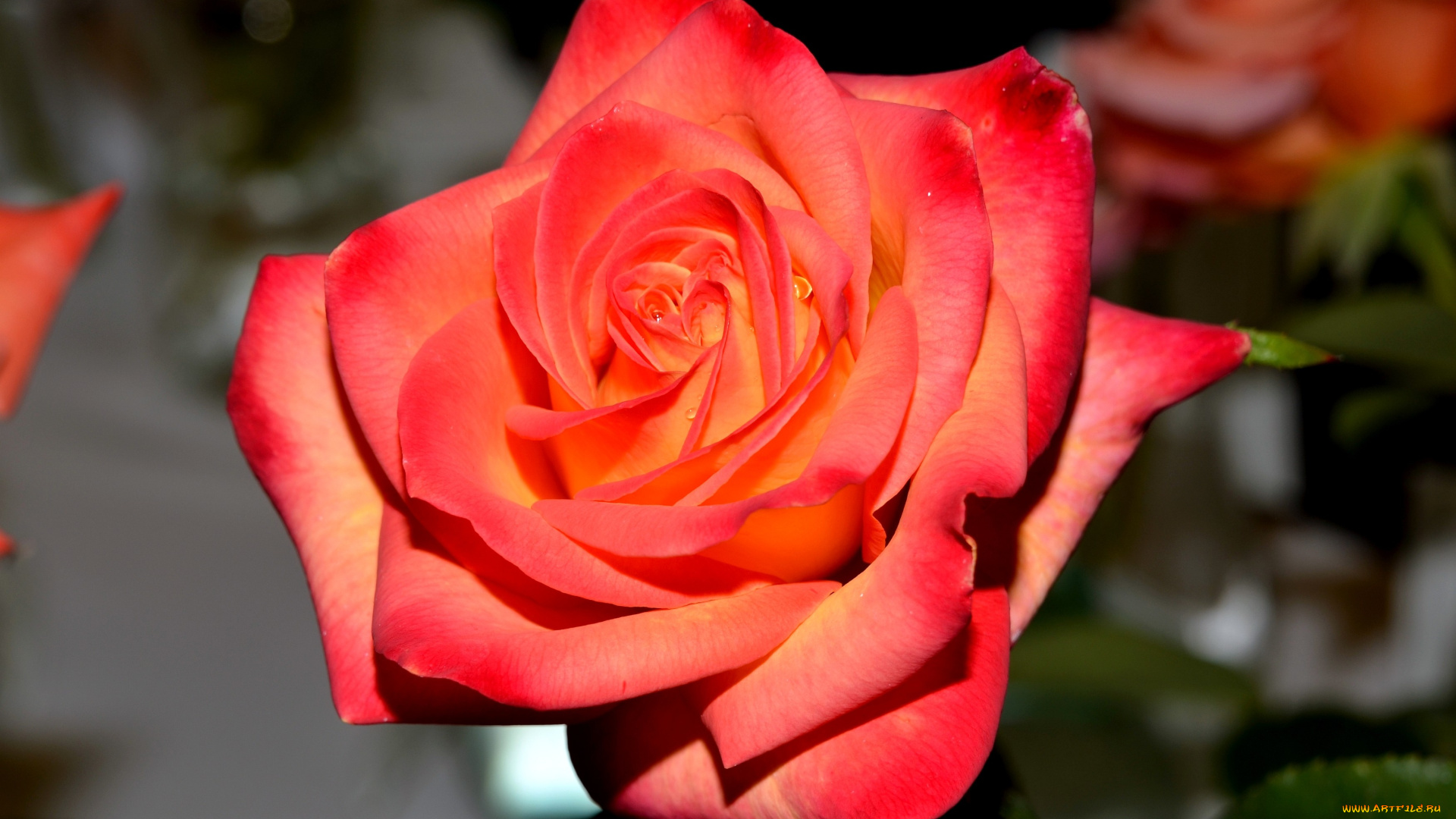 цветы, розы, капли, алый