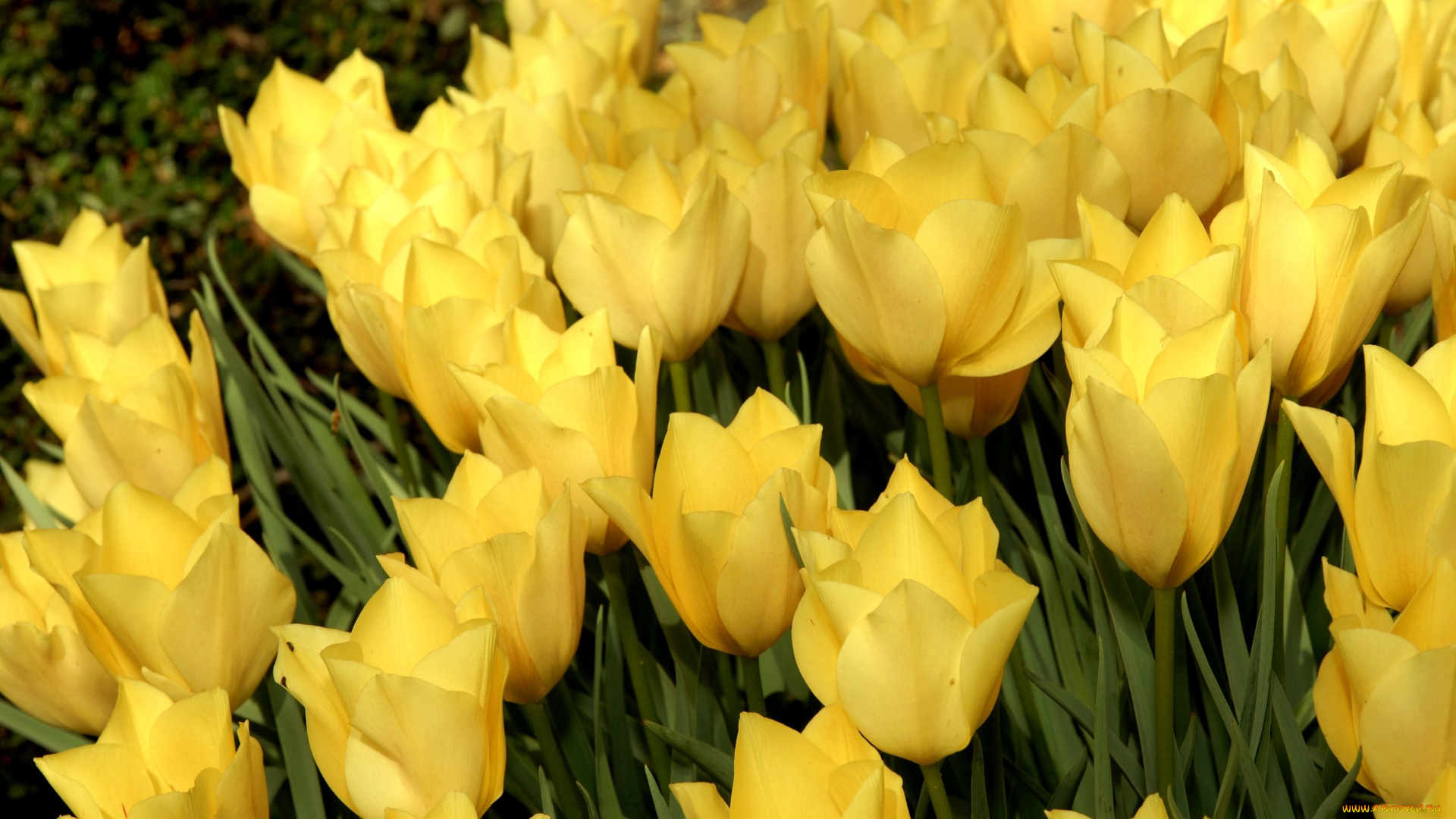 цветы, тюльпаны, желтый, много