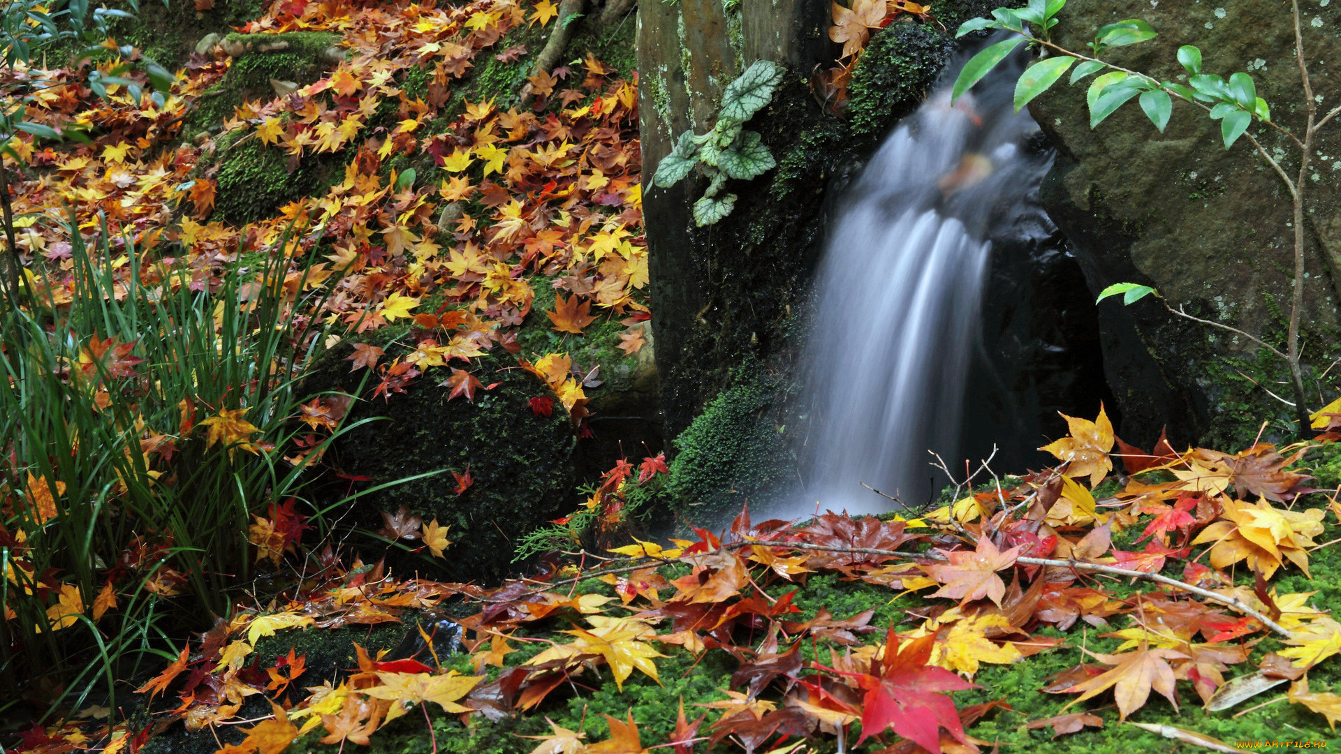 природа, реки, озера, лес, вода, листья