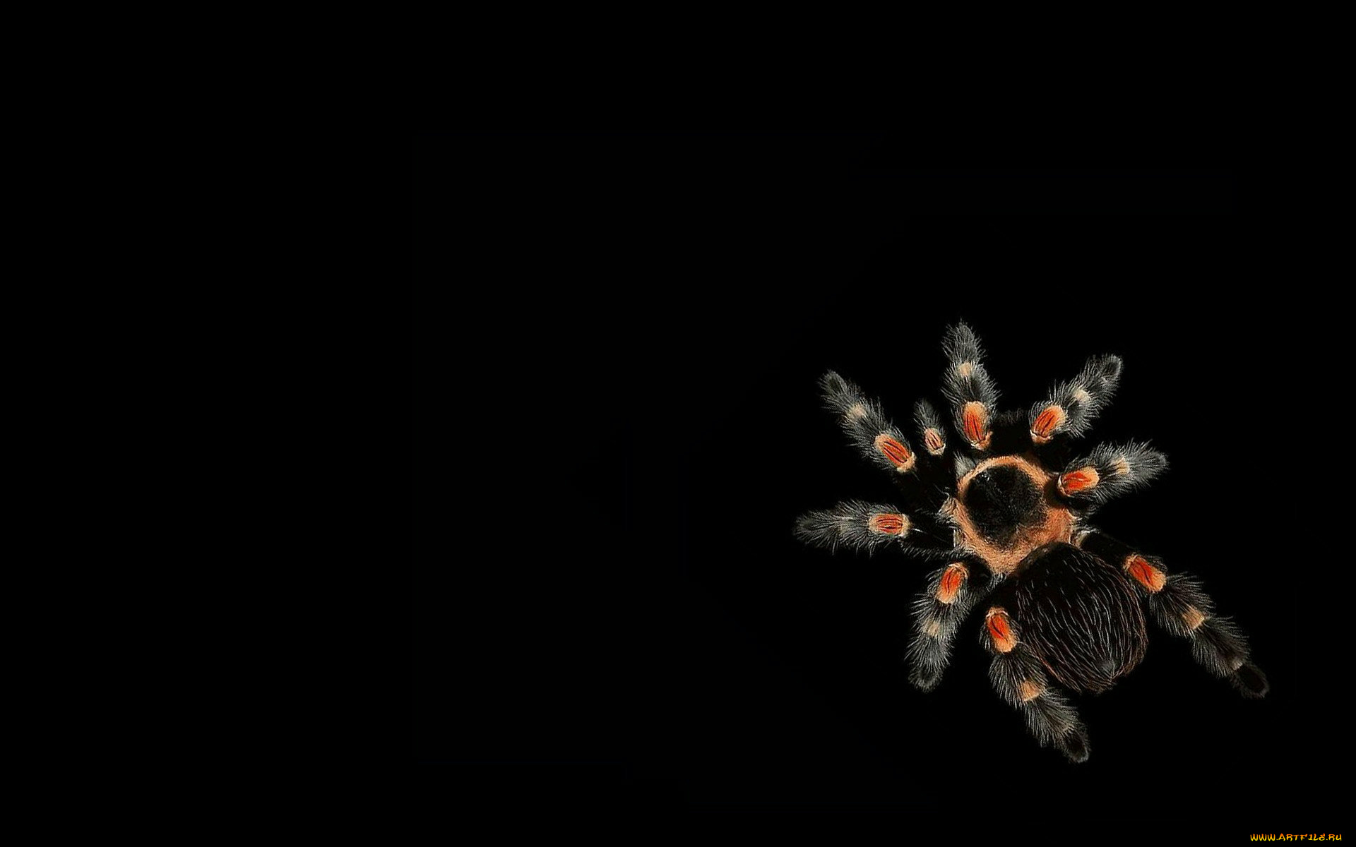 животные, пауки, лапы, тёмный