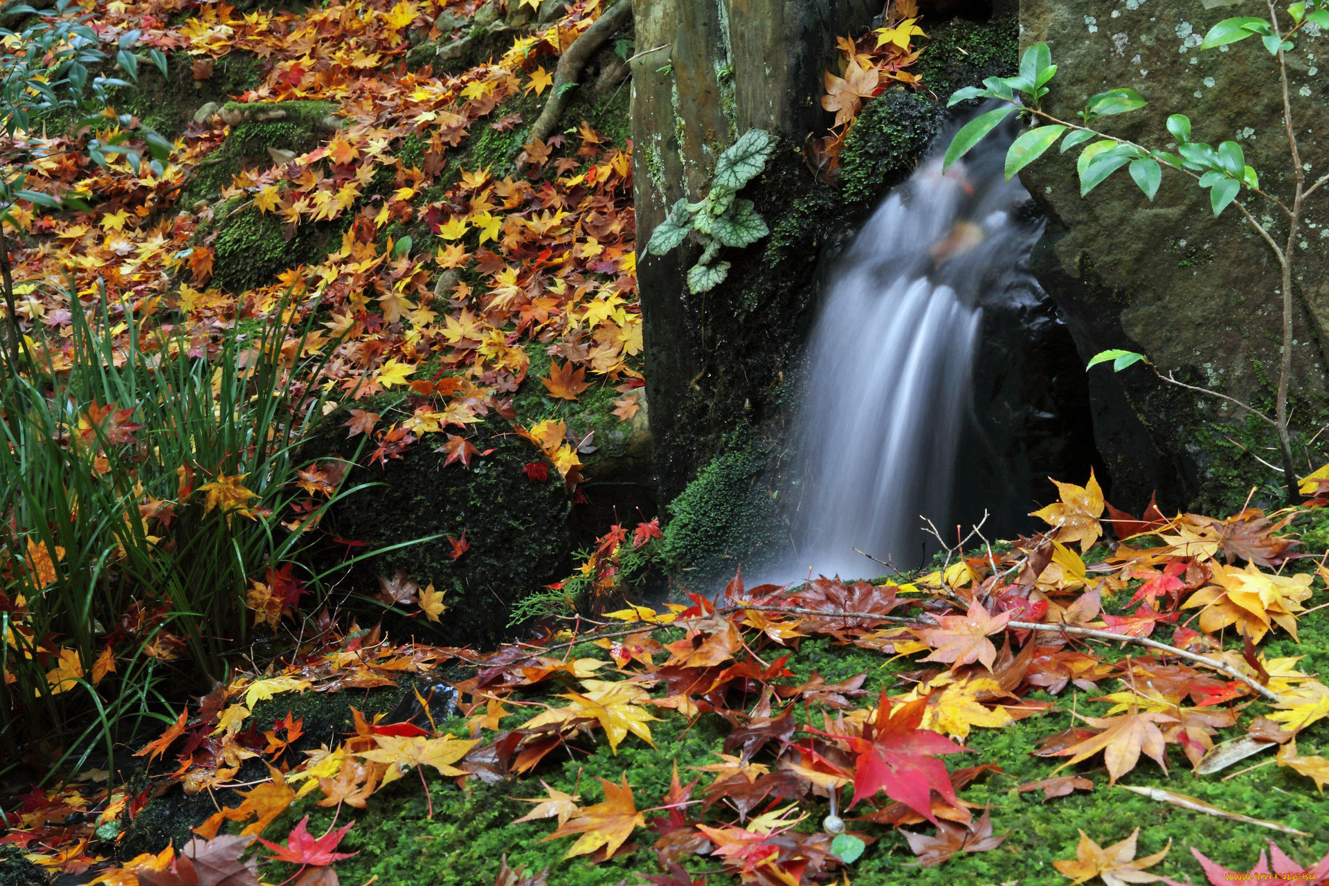 природа, реки, озера, лес, вода, листья