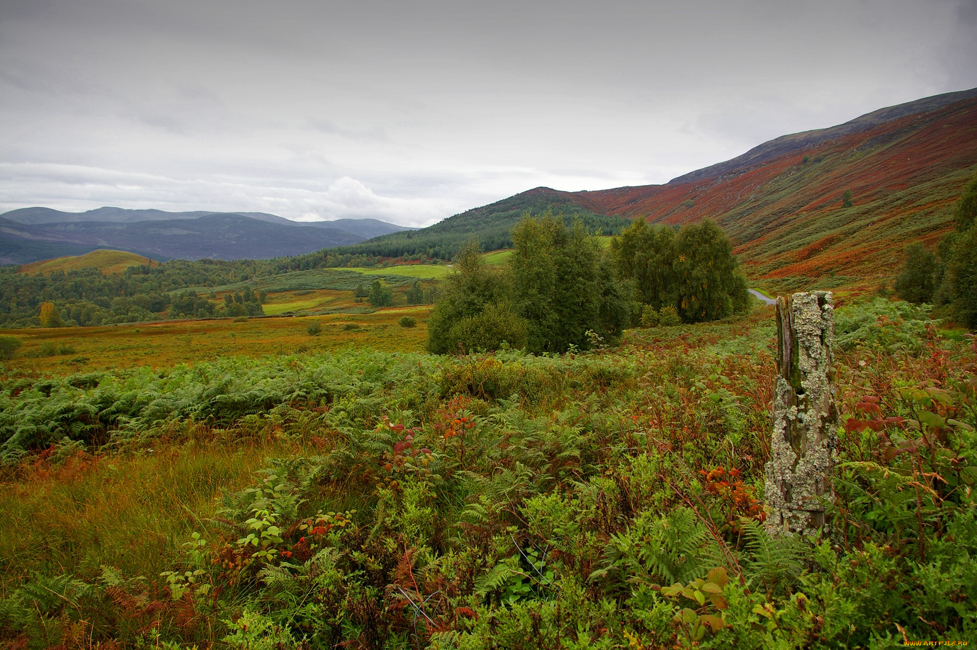 природа, пейзажи, простор, деревья, трава