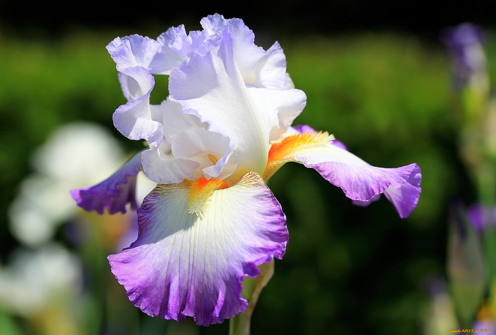 цветы, ирисы, сиреневый